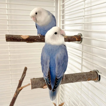 Set of 5 Parrots Perch Grinding Branch Scratchers Perch Bird Stand Cage Toy Rack Toy Grinding Perch Supplies