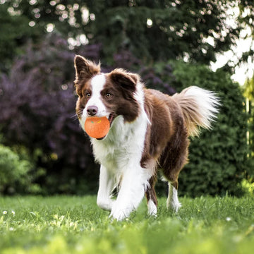 Electric Pet Smart Rolling Ball Dog Toy USB Charging Bite-resistant Cat Dog Toy 2 Modes Switching Training Ball Interactive Toys