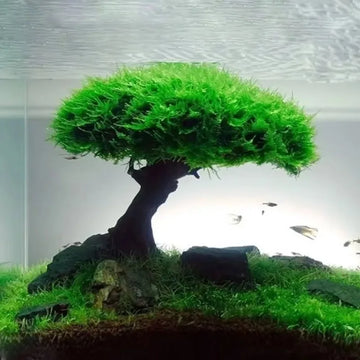Fish Tank Plant Moss Tree Decoration Landscaping Wood Plant Root Driftwood Aquatic Grass Aquarium Accessories without Moss