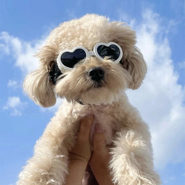Pet Heart-shaped Goggles UV Resistant Sunglasses Windproof Sand Resistant Glasses Designer Fashionable Cute Cat Dog Sunglasses