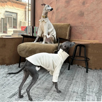 Elegant Romantic Lapel White Corduroy Coat for WHIPPET Spring High Neck Soft T-shirt for Italian GreyHound Dogs Suit in Autumn