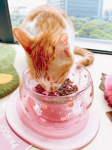 Cherry Blossom Glass Pet Bowl Anti-knock Cat Bowl Cats Feeder Schnauzer Poodle Yorkshire Terrier Small Dog Bowl Pet Supplies