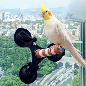 Multi-Functional Perch Stand for Birds with Bird Shower Perch Function Ideal Window Perch for Birds with Secure Suction Cup