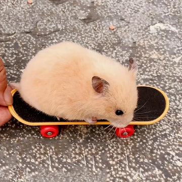 1Pcs Small Pet Toy Hamster Toy Skateboard With Frosted Anti-slip Function Suitable For Hamsters guinea pig cage accessories