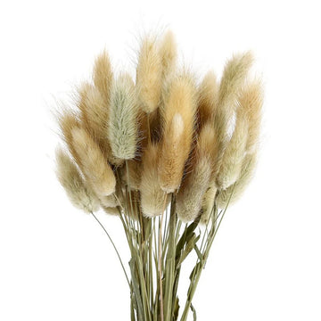 50pcs Dried Rabbit Tail Grass Flowers Artificial Plant Natural Pampa Dried Flower Bouquet Bohemian Decor Wedding Party Home Deco
