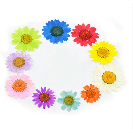 120pcs Pressed Press Dried Daisy Dry Flower Plants For Epoxy Resin Pendant Necklace Jewelry Making Craft DIY Accessories
