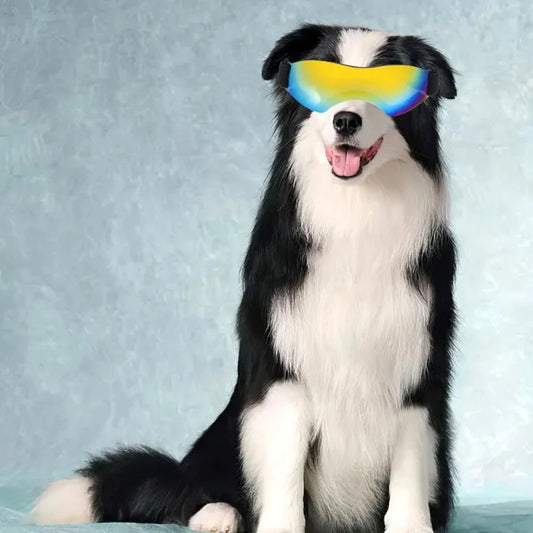 LETVIA Dogs Glasses Windproof Goggles for Large Medium Small Dogs Pet Motorcycle Sunglasses Fashionable Cool Pet Accessories