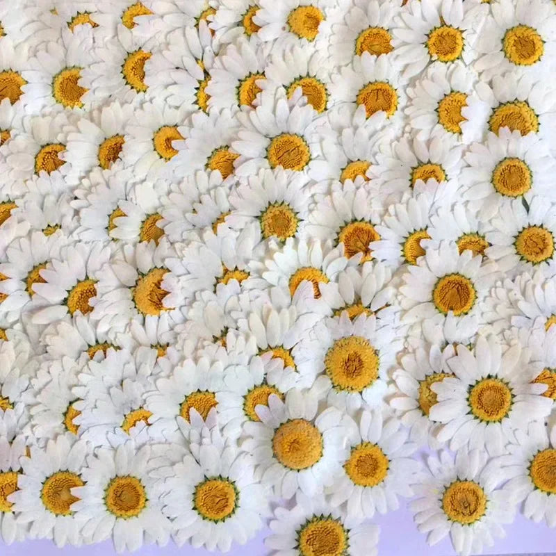 100Pcs Real Natural Dried Flowers White Daisy Pressed Flower for Jewelry Nail Stickers Dried Chrysanthemum