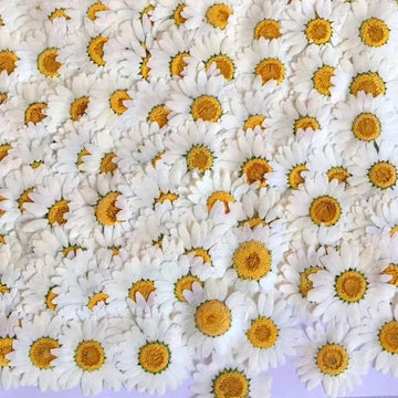 100Pcs Real Natural Dried Flowers White Daisy Pressed Flower for Jewelry Nail Stickers Dried Chrysanthemum