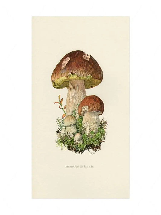 Vintage Botanical Mushroom Poster Print  Antique Wall Art Canvas Painting  Science  Nature Decor for Home  Plants and Fungi Illu