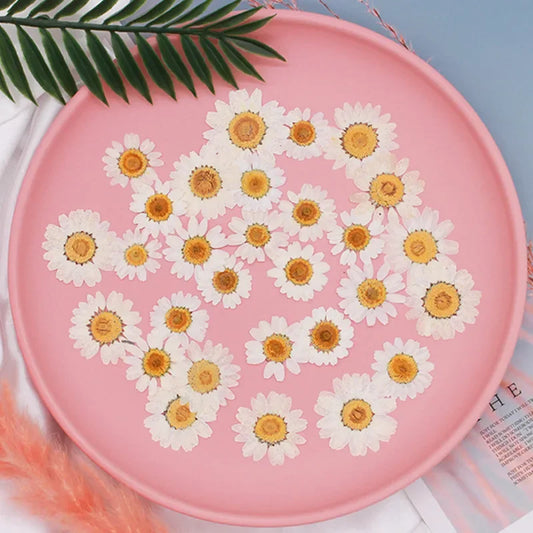 100Pcs Real Natural Dried Flowers White Daisy Pressed Flower for Jewelry Nail Stickers Dried Chrysanthemum