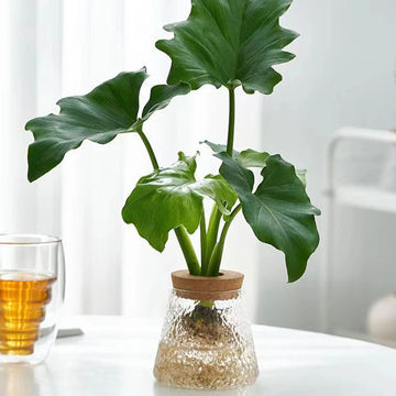 Glass Hydroponic Vase for Plants 9x9.3cm High Borosilicate Glass Propagation Station Elegant Table Decor