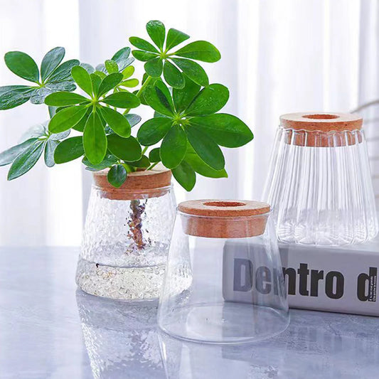 Glass Hydroponic Vase for Plants 9x9.3cm High Borosilicate Glass Propagation Station Elegant Table Decor