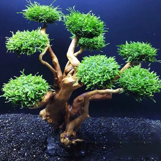 Fish Tank Plant Moss Tree Decoration Landscaping Wood Plant Root Driftwood Aquatic Grass Aquarium Accessories without Moss