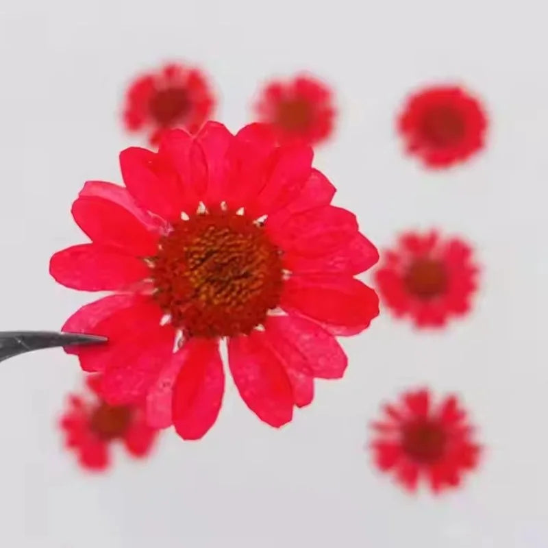 120pcs Pressed Press Dried Daisy Dry Flower Plants For Epoxy Resin Pendant Necklace Jewelry Making Craft DIY Accessories